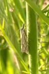 Crambus lathoniellus