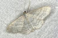 Idaea subsericeata