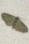 Pasiphila rectangulata