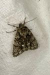 Acronicta rumicis
