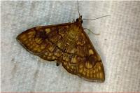 Anania verbascalis