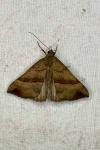 Hypena proboscidalis