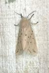 Spilosoma lubricipeda