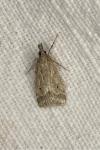 Eudonia pallida