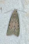 Aphomia sociella