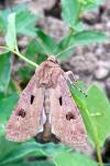 Agrotis exclamationis
