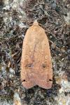 Noctua pronuba