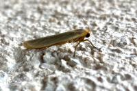 Manulea complana