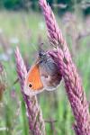 Coenonympha pamphilus
