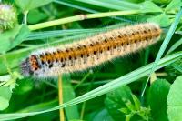 Lasiocampa trifolii