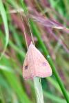 Rivula sericealis
