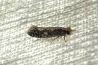 Monopis crocicapitella