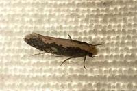 Monopis crocicapitella