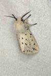Spilosoma lubricipeda