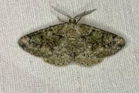 Cleorodes lichenaria