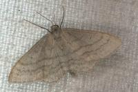 Idaea subsericeata