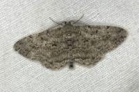 Peribatodes rhomboidaria