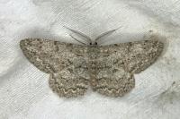 Hypomecis punctinalis