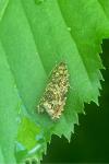 Enarmonia formosana