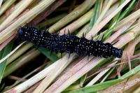 Aglais io