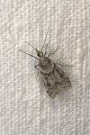 Eudonia angustea