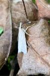 Crambus perlellus