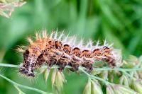 Polygonia c-album