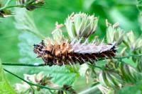 Polygonia c-album