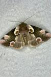 Thyatira batis