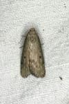 Aphomia sociella
