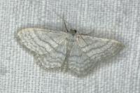 Idaea subsericeata