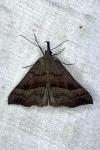 Hypena proboscidalis
