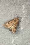 Agrotis exclamationis