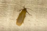 Wittia sororcula
