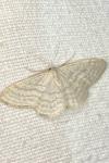 Idaea subsericeata