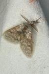 Calliteara pudibunda