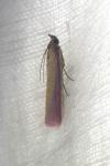Oncocera semirubella
