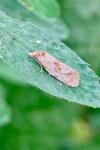 Cochylis molliculana