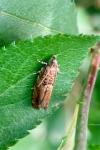 Epinotia abbreviana