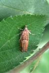 Epinotia abbreviana