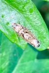 Zeiraphera isertana