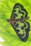 Anania hortulata