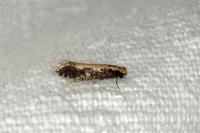 Monopis crocicapitella