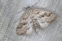 Parapoynx stratiotata