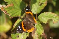 Vanessa atalanta
