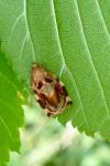 Archips xylosteana