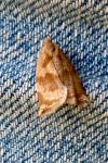 Archips crataegana
