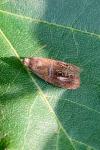 Olethreutes arcuella