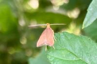 Eurodachtha pallicornella