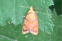 Acleris bergmanniana